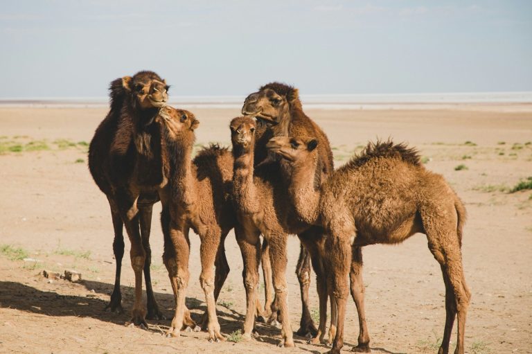 Family Rift Resolution Five camels standing together in a sandy landscape.