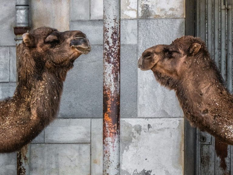 Business partnerships Two brown camels facing each other in a stable setting.