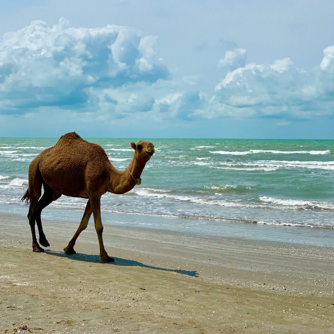 The Camel Fable A camel walking along a sandy beach by the ocean under a cloudy sky.